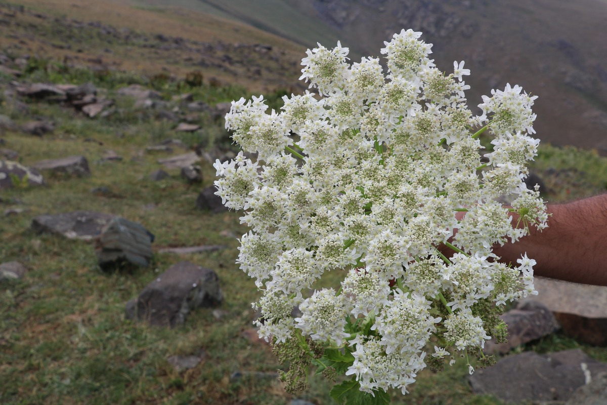 Image of Heracleum albovii specimen.