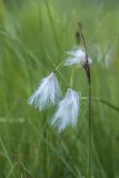 Eriophorum angustifolium