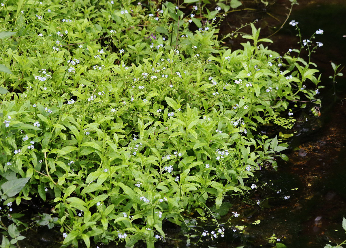 Image of Myosotis cespitosa specimen.