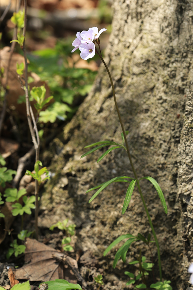 Image of Cardamine trifida specimen.