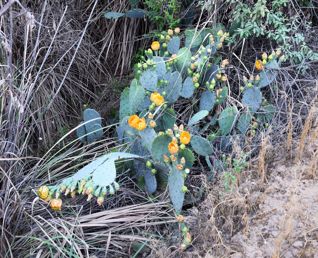 Image of genus Opuntia specimen.