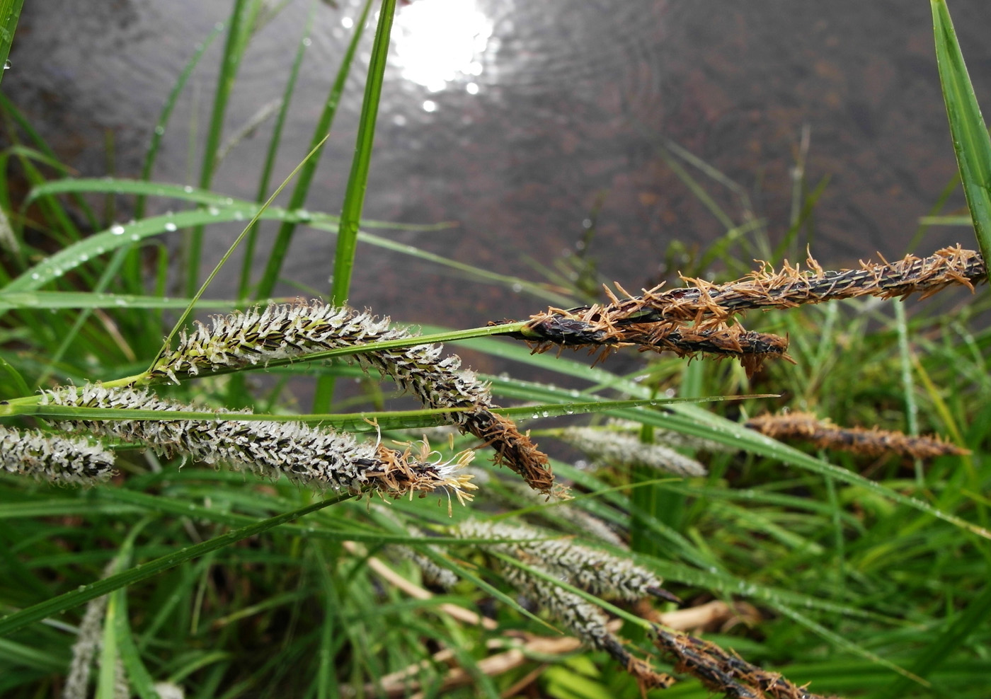 Изображение особи Carex acuta.