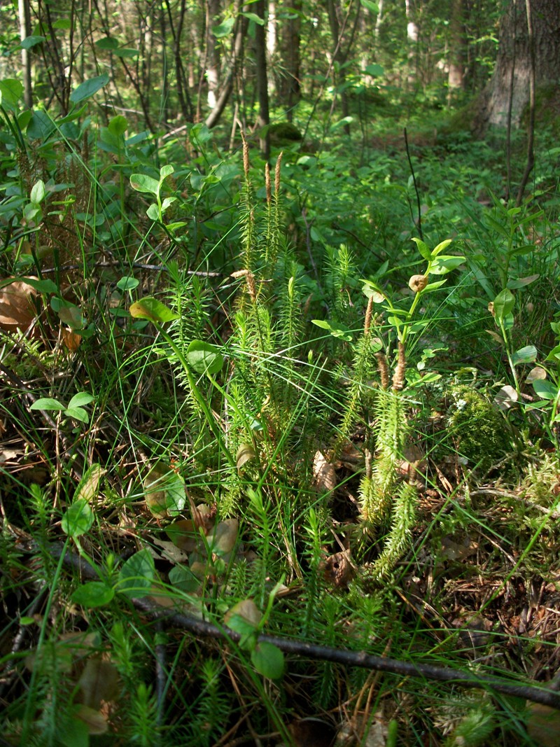 Image of Lycopodium annotinum specimen.