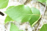 Betula pendula