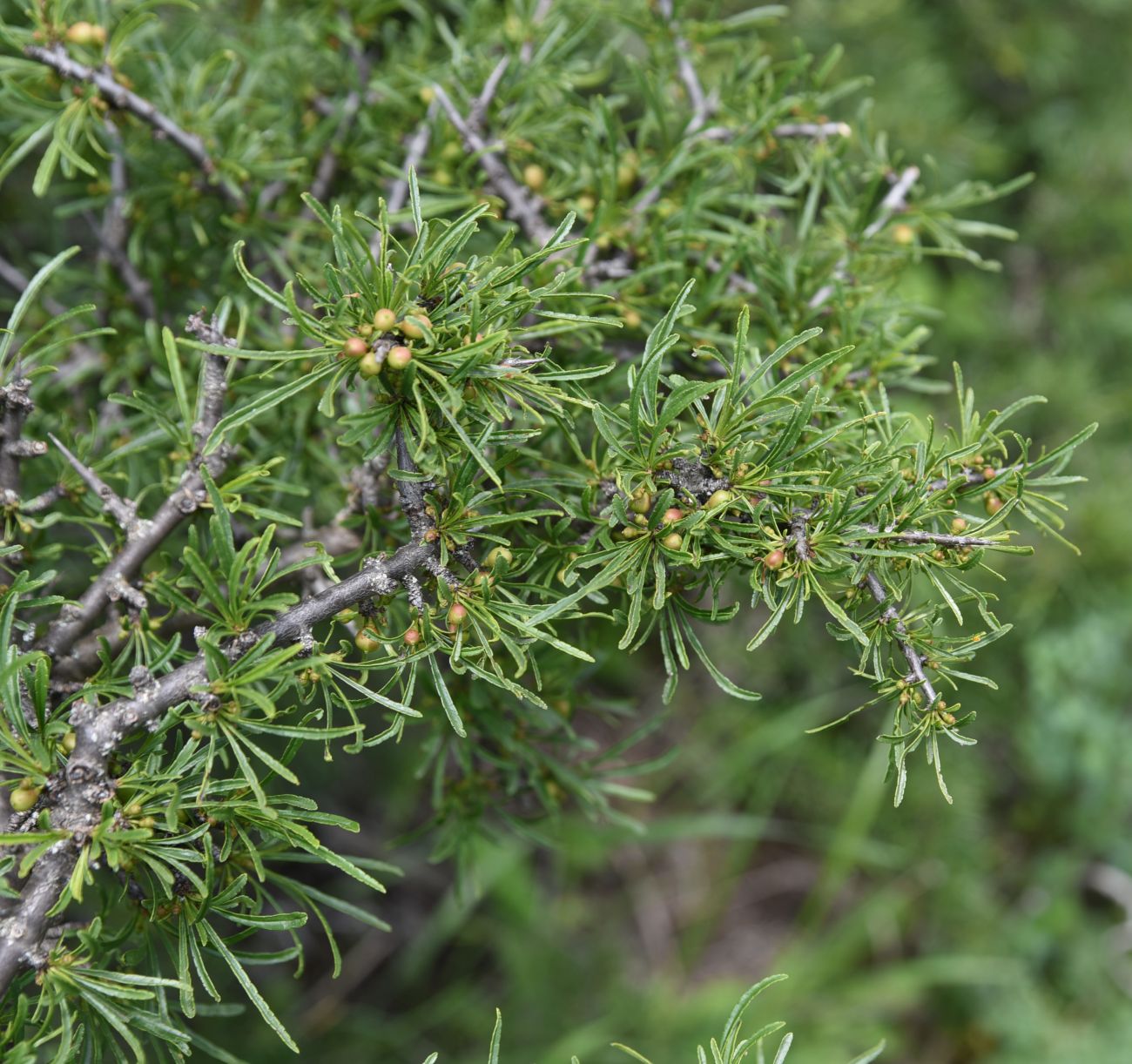 Image of Rhamnus erythroxyloides specimen.