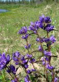 Campanula glomerata