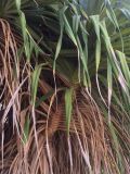 Pandanus tectorius