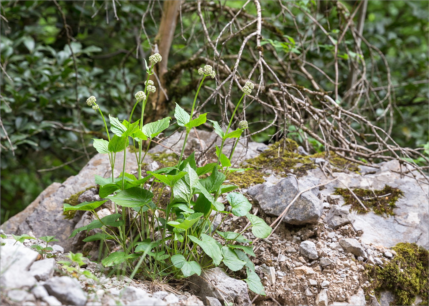 Изображение особи Valeriana alliariifolia.