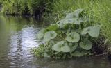 Caltha palustris