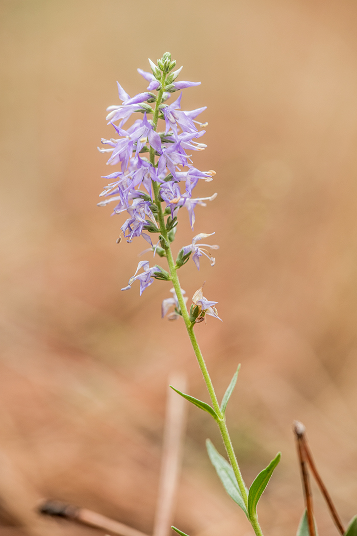 Изображение особи Veronica orchidea.