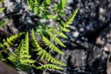 Gymnocarpium dryopteris