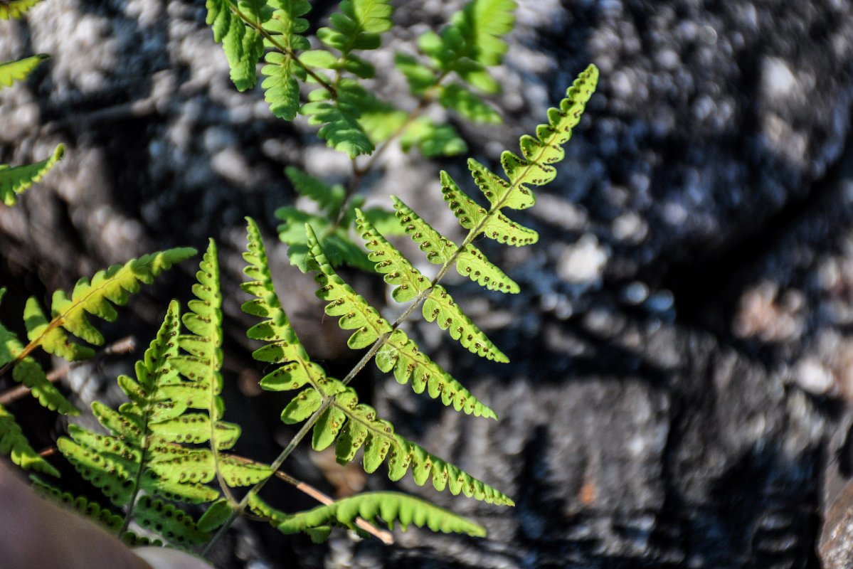 Image of Gymnocarpium dryopteris specimen.