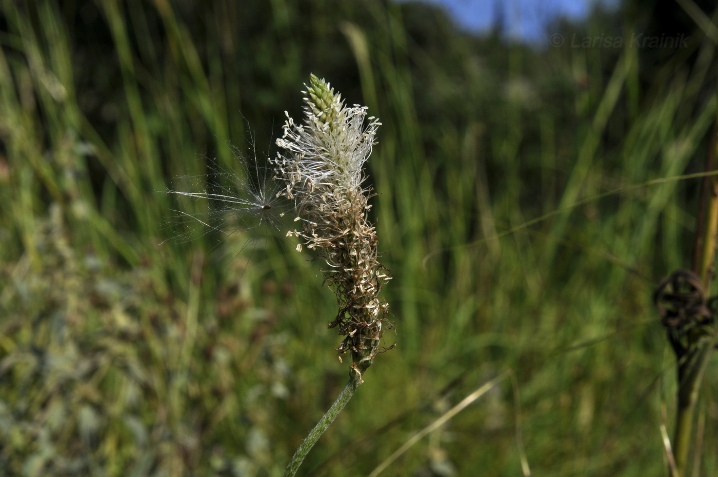 Image of Plantago urvillei specimen.