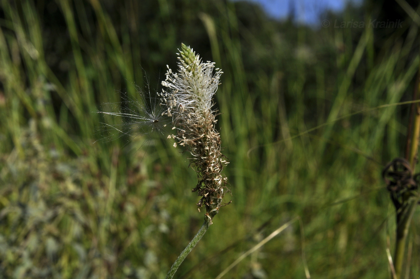 Изображение особи Plantago urvillei.