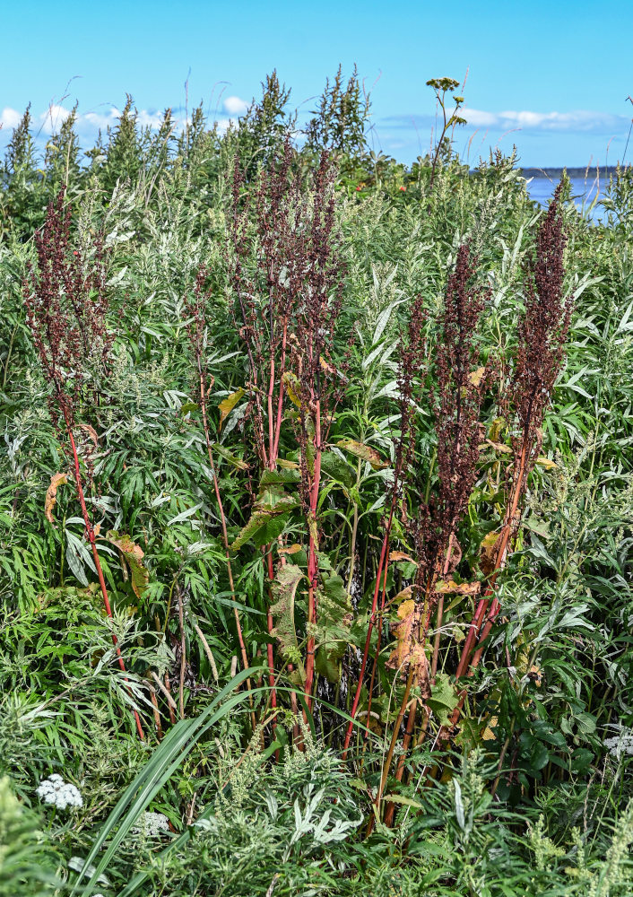 Image of genus Rumex specimen.