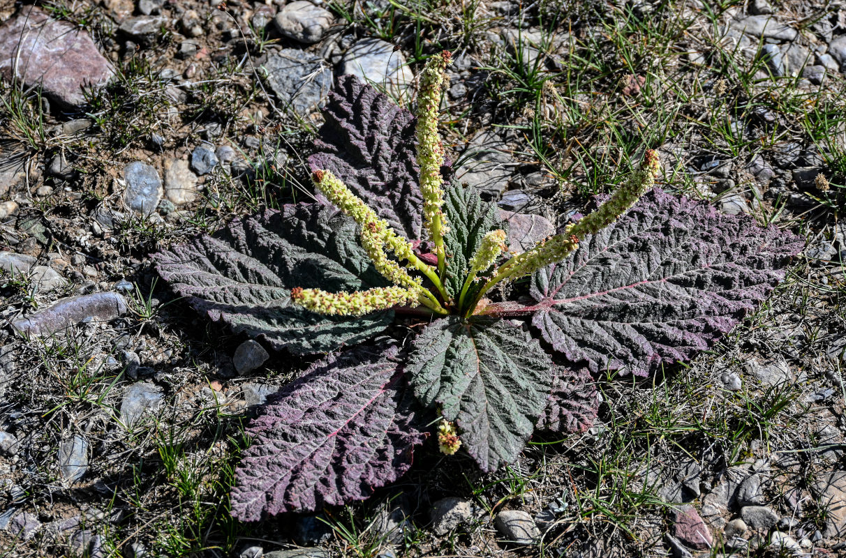 Image of Rheum spiciforme specimen.