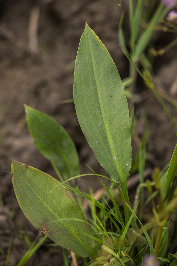 Image of Alisma plantago-aquatica specimen.