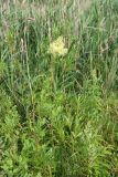 Thalictrum flavum