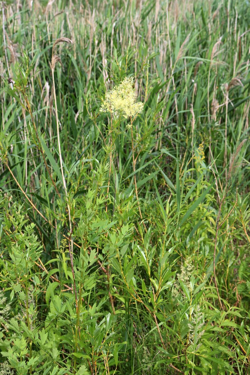 Изображение особи Thalictrum flavum.
