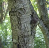 Sorbus sibirica