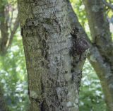 Sorbus sibirica. Часть ствола с лишайниками. Ярославская обл., г. Переславль-Залесский, дендрологический парк им. С. Ф. Харитонова, в культуре. 12.06.2022.