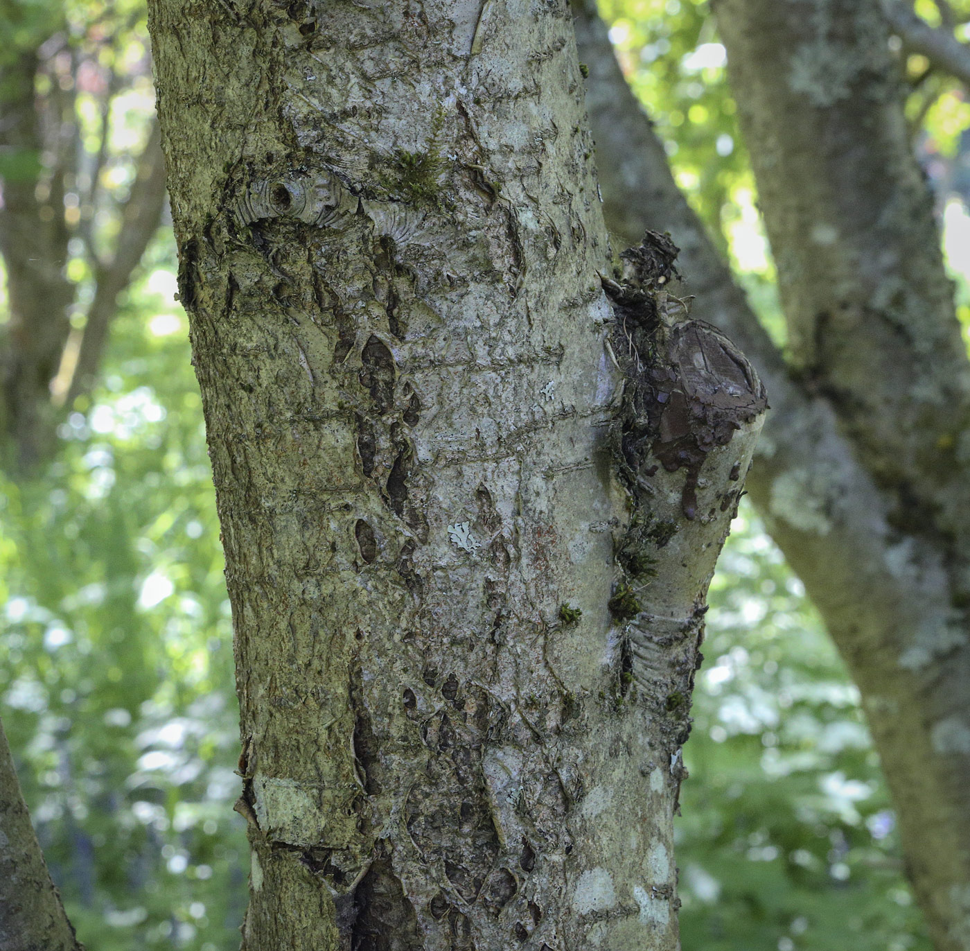 Image of Sorbus sibirica specimen.