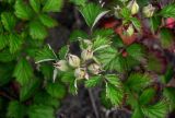 Rubus parvifolius. Верхушка побега с незрелыми плодами. Курильские о-ва, о-в Кунашир, бухта Головнина, песчаный пляж. 18.08.2022.