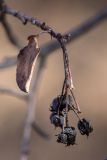 Amelanchier ovalis