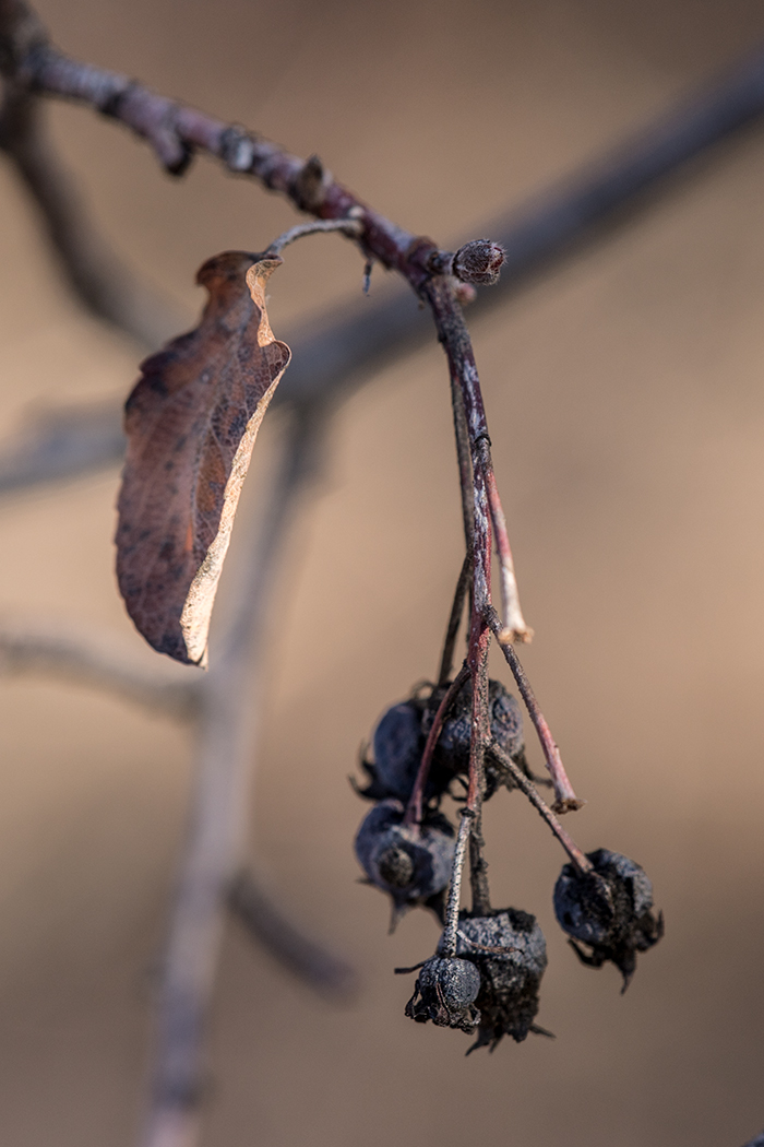 Image of Amelanchier ovalis specimen.