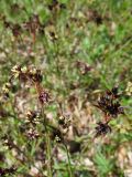 Luzula campestris. Соцветия. Беларусь, Гродненская обл., Новогрудский р-н, дер. Незнаново, суходольный злаково-разнотравный луг. 09.05.2022.