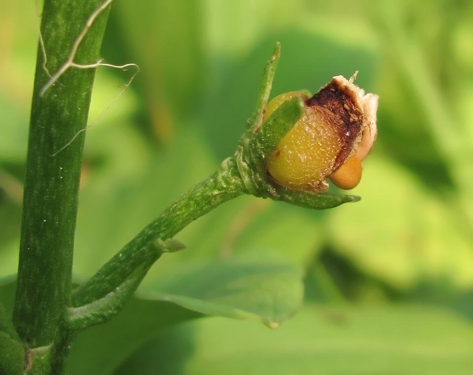 Image of Menyanthes trifoliata specimen.