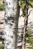 Betula subarctica