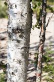 Betula subarctica. Части стволов взрослого и молодого растений. Карелия, восточный берег оз. Топозеро, песчаный пляж. 25.07.2021.