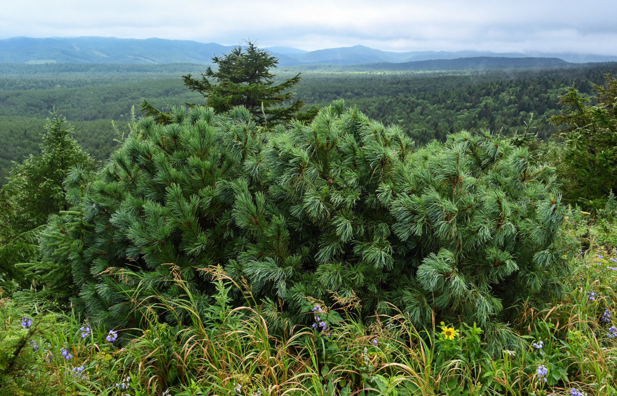 Изображение особи Pinus pumila.