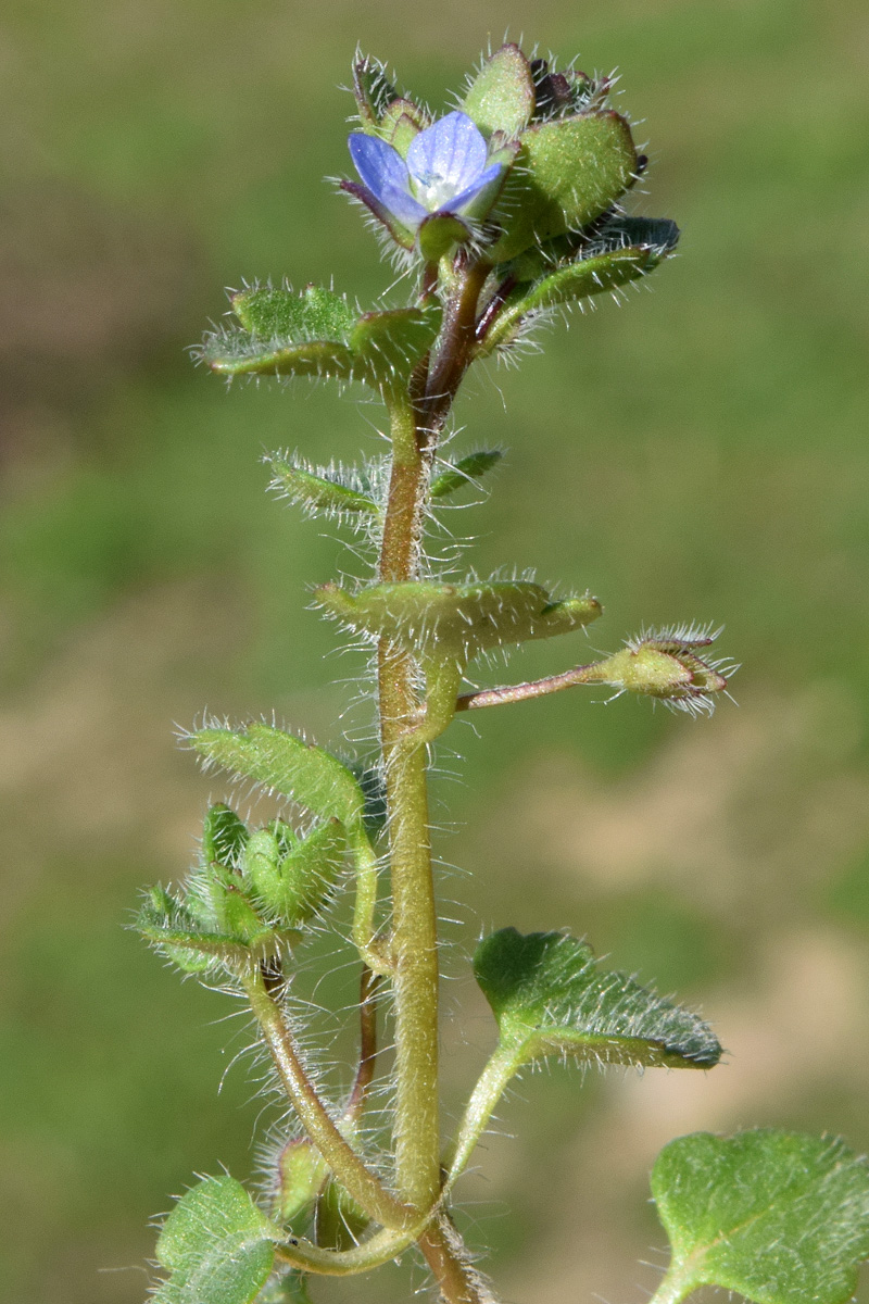 Изображение особи Veronica hederifolia.