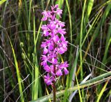 Anacamptis laxiflora ssp. elegans