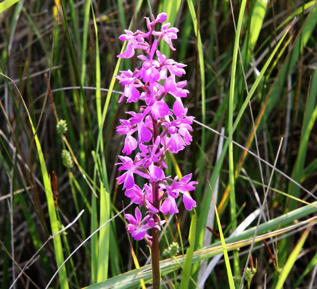 Изображение особи Anacamptis laxiflora ssp. elegans.