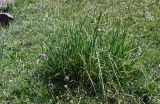 Allium karelinii. Цветущие растения. Киргизия, Ошская обл., Памир, Заалайский хр., берег оз. Тулпар-Кёль, ≈ 3600 м н.у.м., альпийский луг. 04.07.2022.