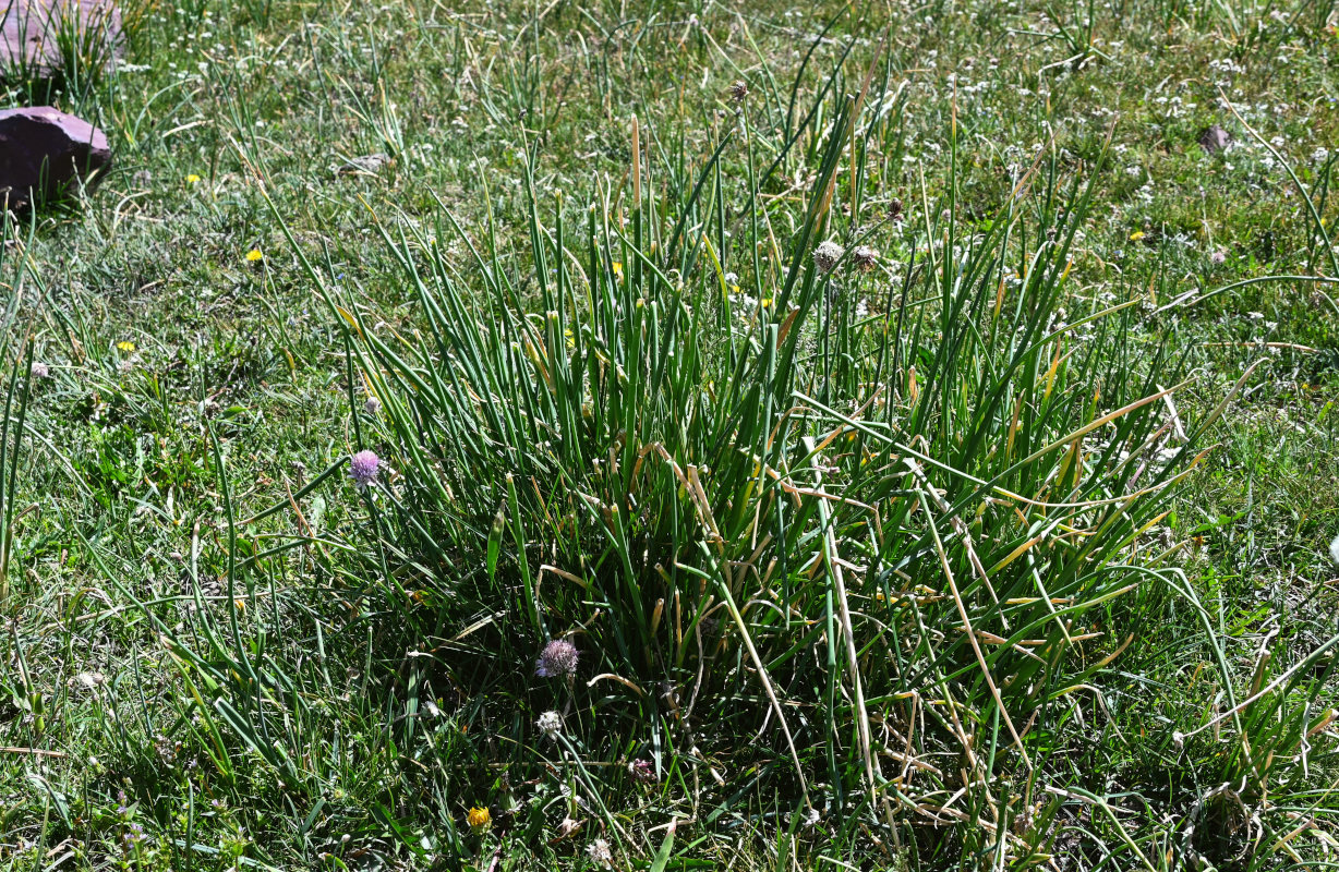 Image of Allium karelinii specimen.
