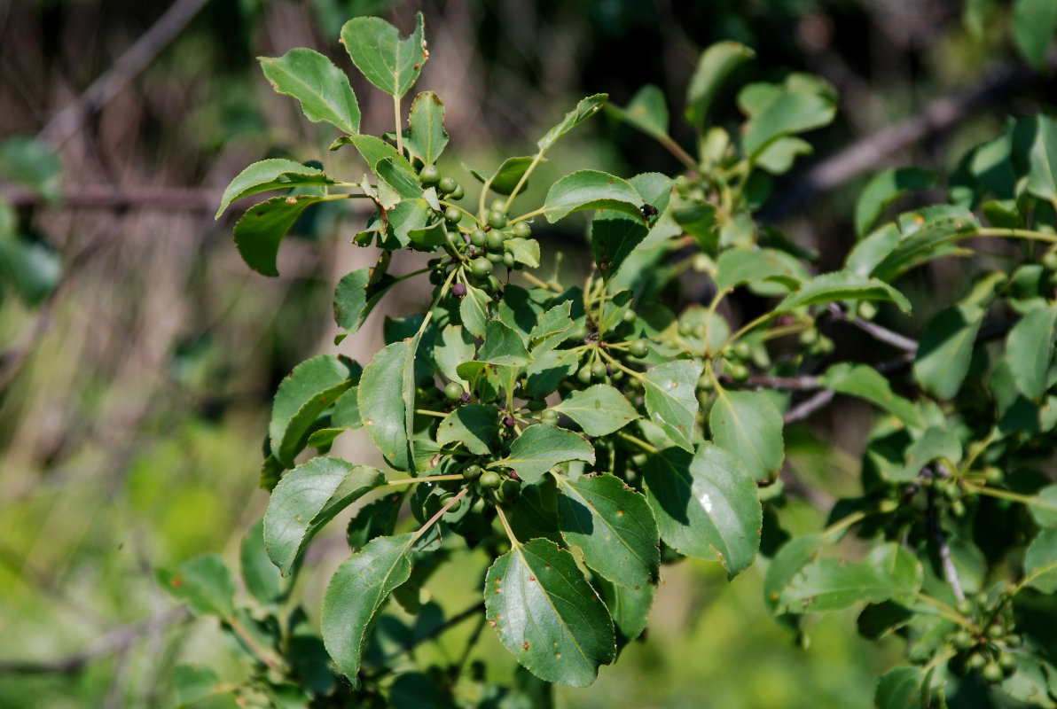 Image of Rhamnus cathartica specimen.