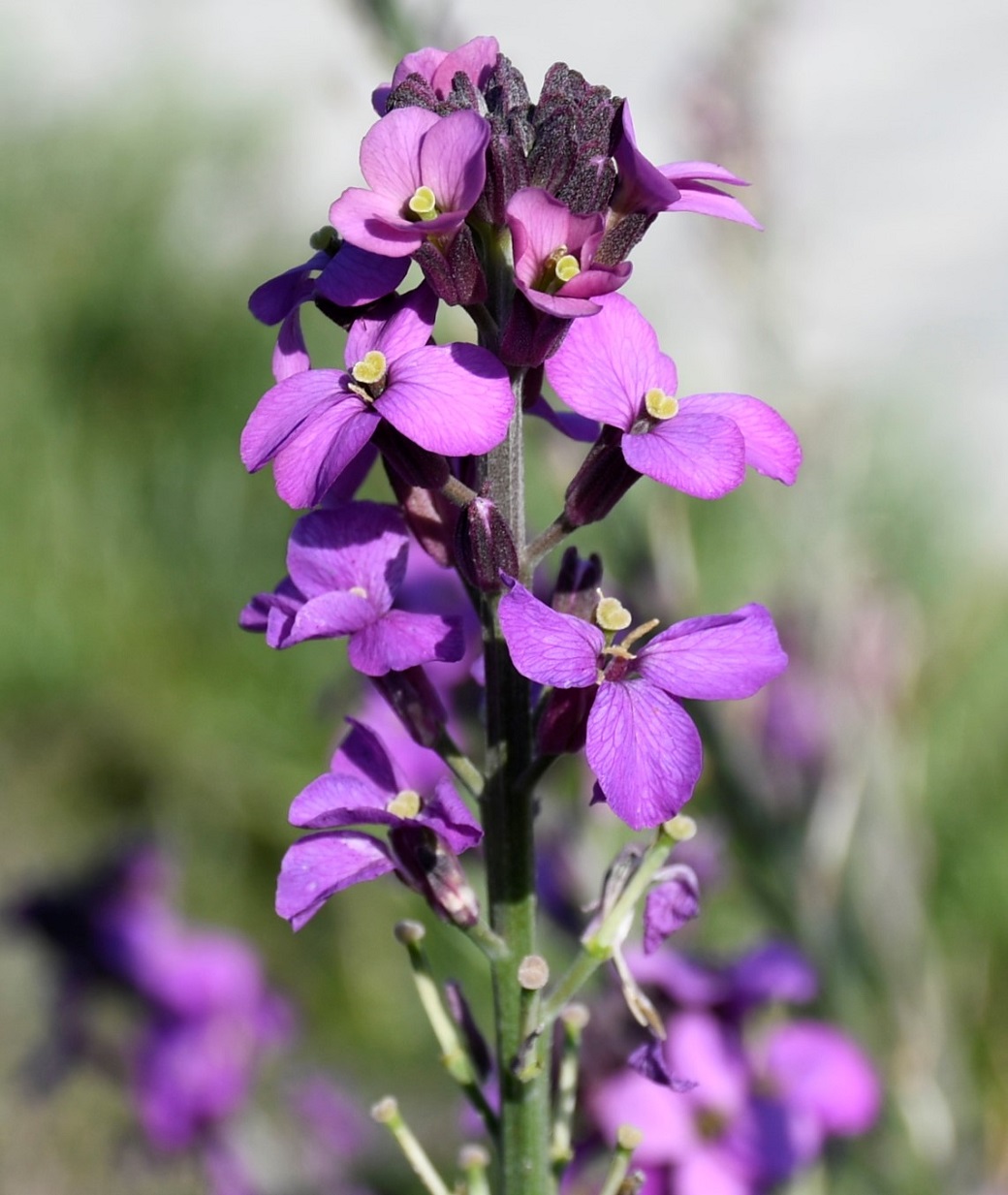 Изображение особи Erysimum scoparium.