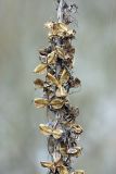 Eremurus regelii. Часть соплодия со вскрывшимися плодами. Южный Казахстан, Таласский Алатау, подгорная степь, верховья сая Унгур. 13.08.2010.