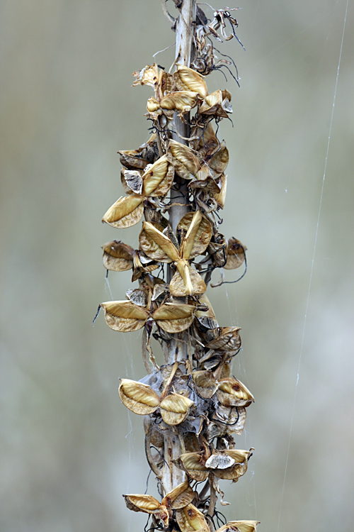 Image of Eremurus regelii specimen.