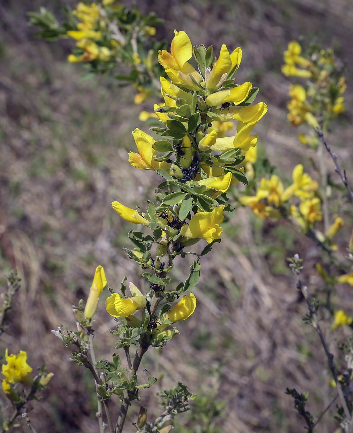 Изображение особи Chamaecytisus ruthenicus.