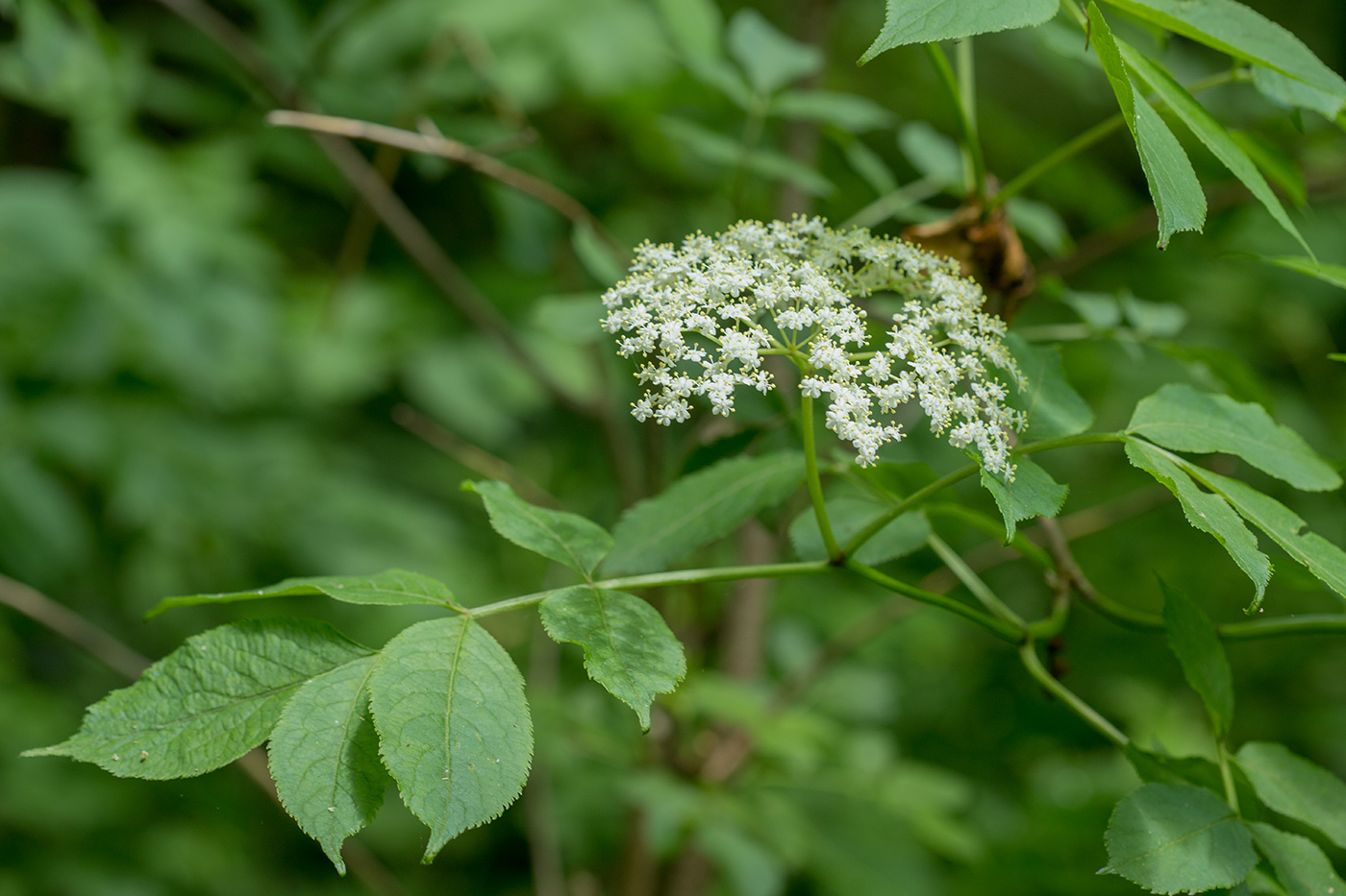 Image of Sambucus nigra specimen.
