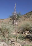 Eremurus olgae