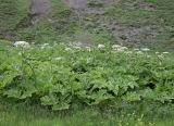 Heracleum sosnowskyi