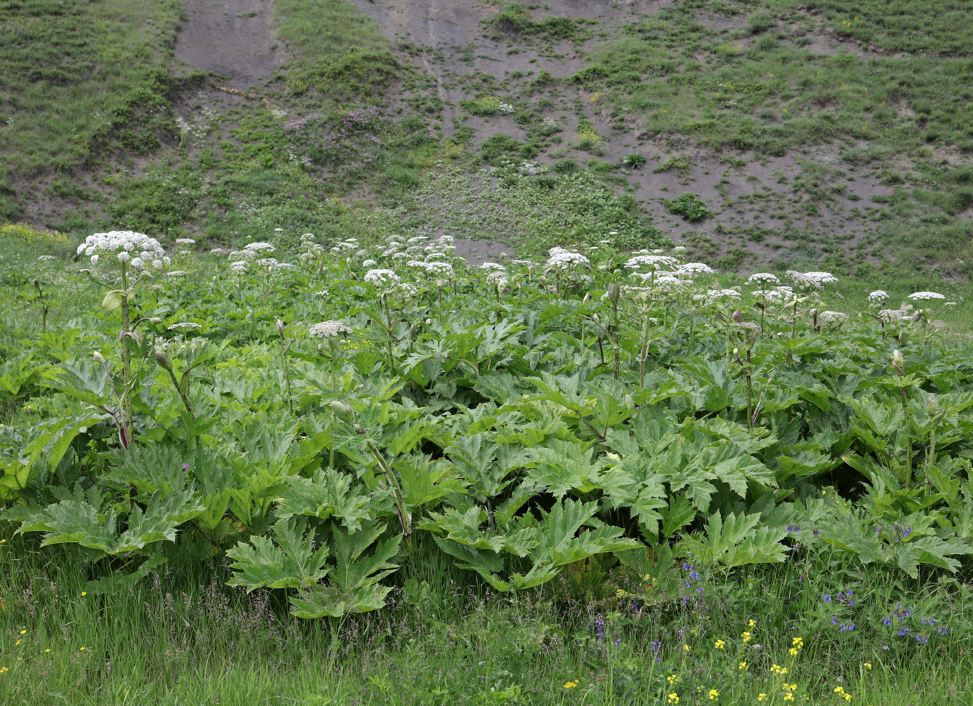 Image of Heracleum sosnowskyi specimen.