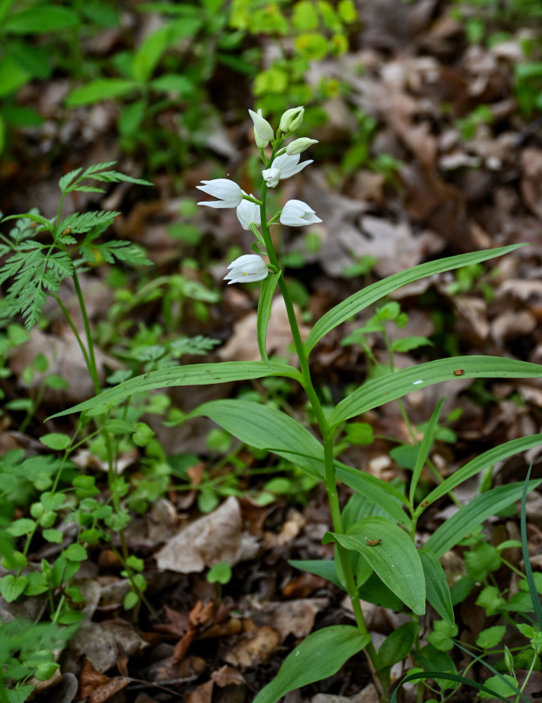 Изображение особи Cephalanthera longifolia.