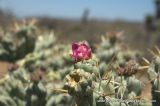 Cylindropuntia cholla